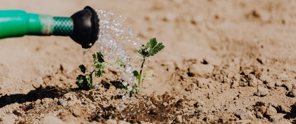 drip irrigation essential